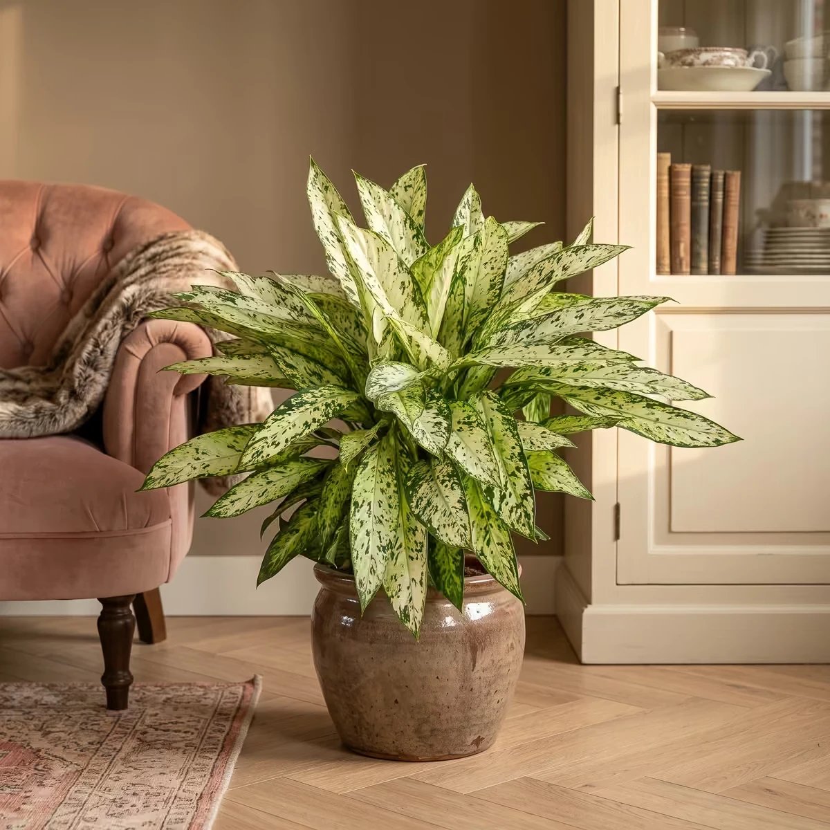 Dieffenbachia Vesuvius (Dief van bachia) - Ø27cm - 80cm