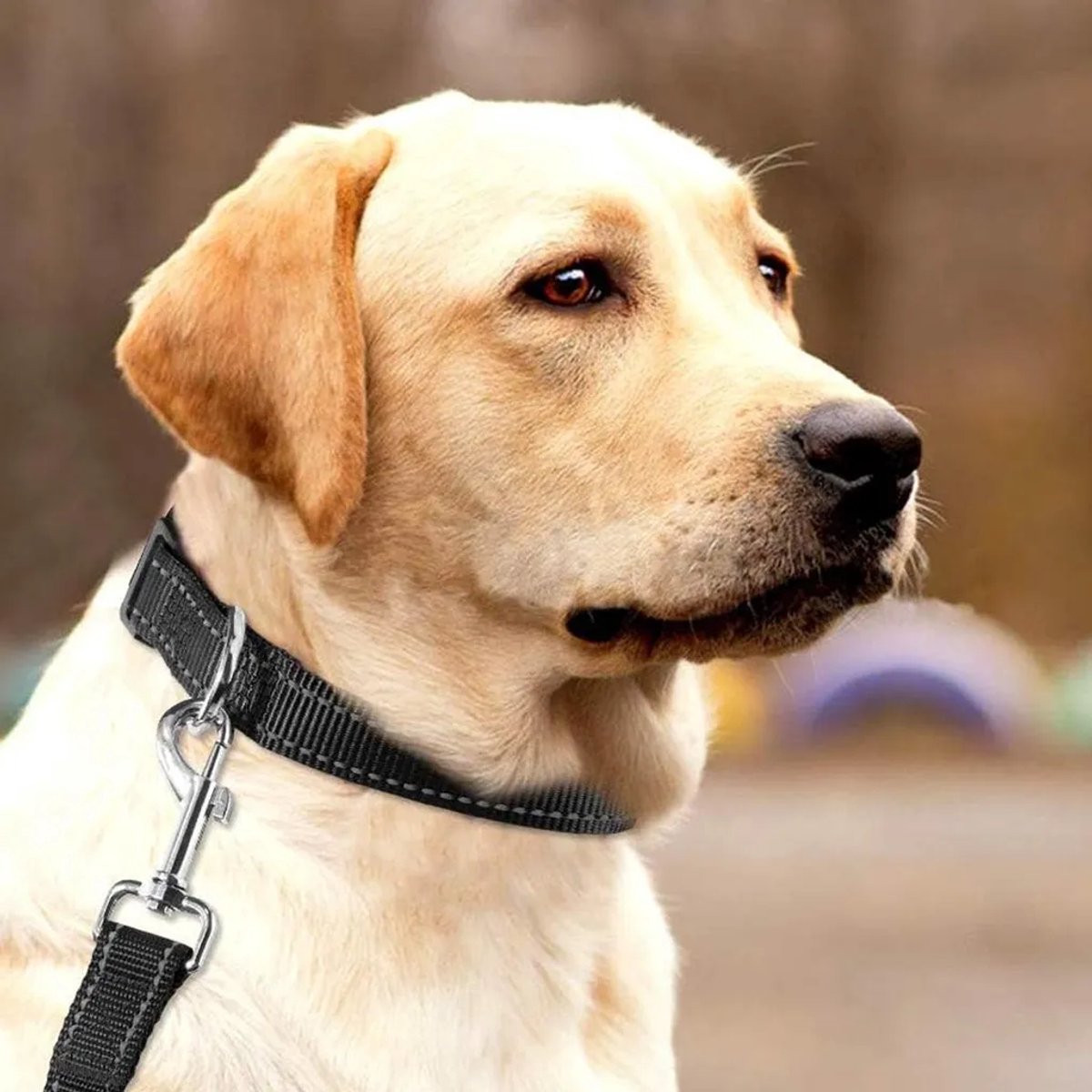 Hondenriem en halsband Geschikt voor rubberen voering Geschikt voor kleine, middelgrote en grote honden; reflecterende en duurzame nylon halsband; gemakkelijk mee te nemen; zwart; nekomtrek 26,7–39,4 cm.