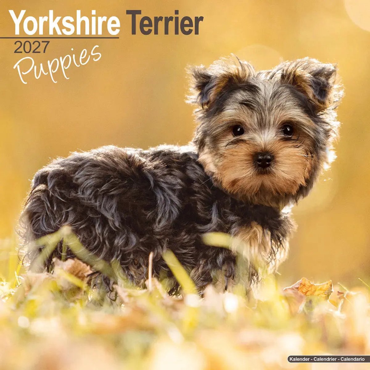 Yorkshire Terrier Puppies Kalender 2027