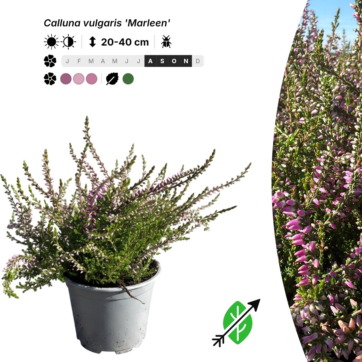 Singleplants - 20x Calluna vulgaris 'Marleen' - Pot P10,5 - bodembedekker - in bloeiperiode