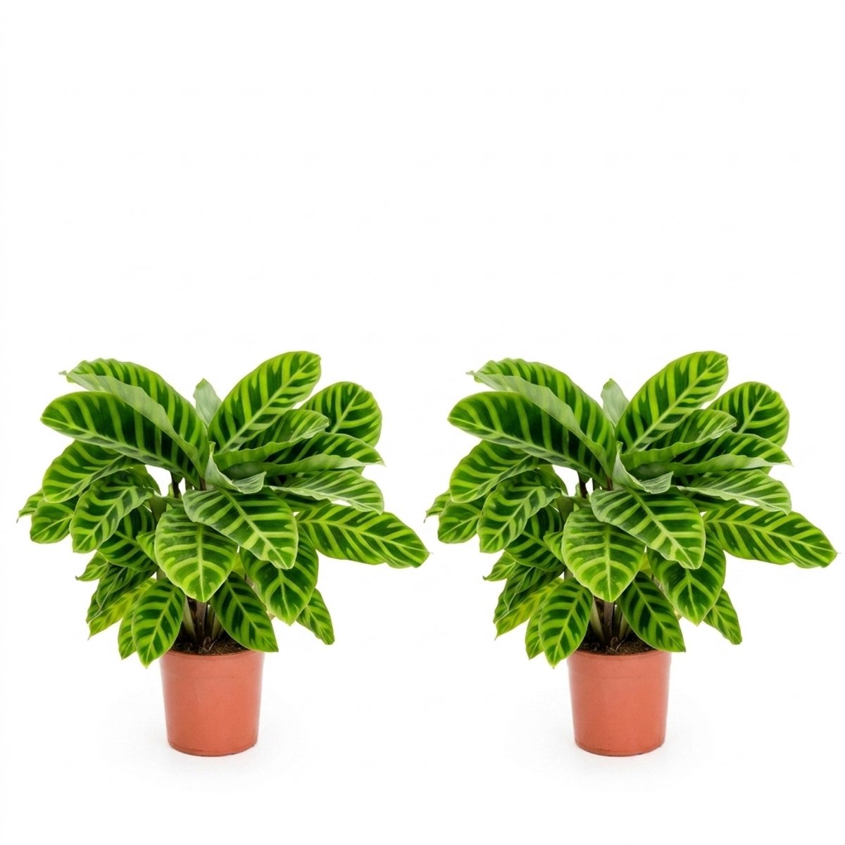 Bloomique - Set van 2 - Calathea Zebrina - Pauwenplant - Kamerplanten - Luchtzuiverend - Diervriendelijk - Hoogte 30-50 cm - Pot 14 cm