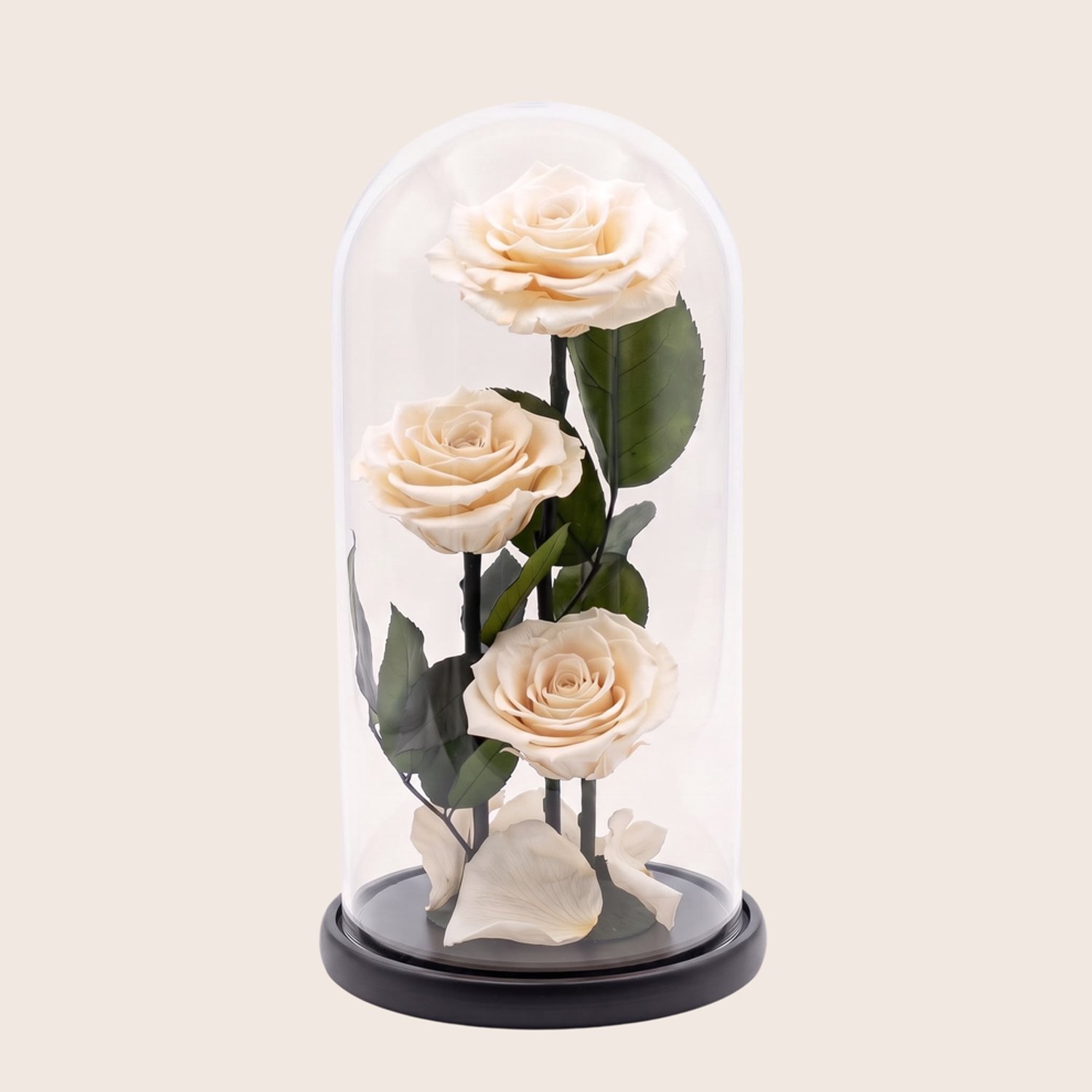 Charle Roses Dome Valentina - 3 echte houdbare rozen onder glazen stolp - 27 cm - Ivory White ivoorwit - in cadeauverpakking