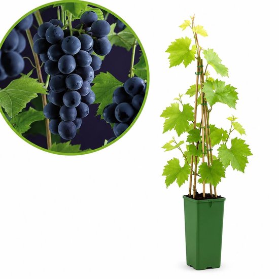 Blauwe Boskoop Glorie druivenplant in groene pot met bamboestokken en een close-up van donkere druiventrossen.