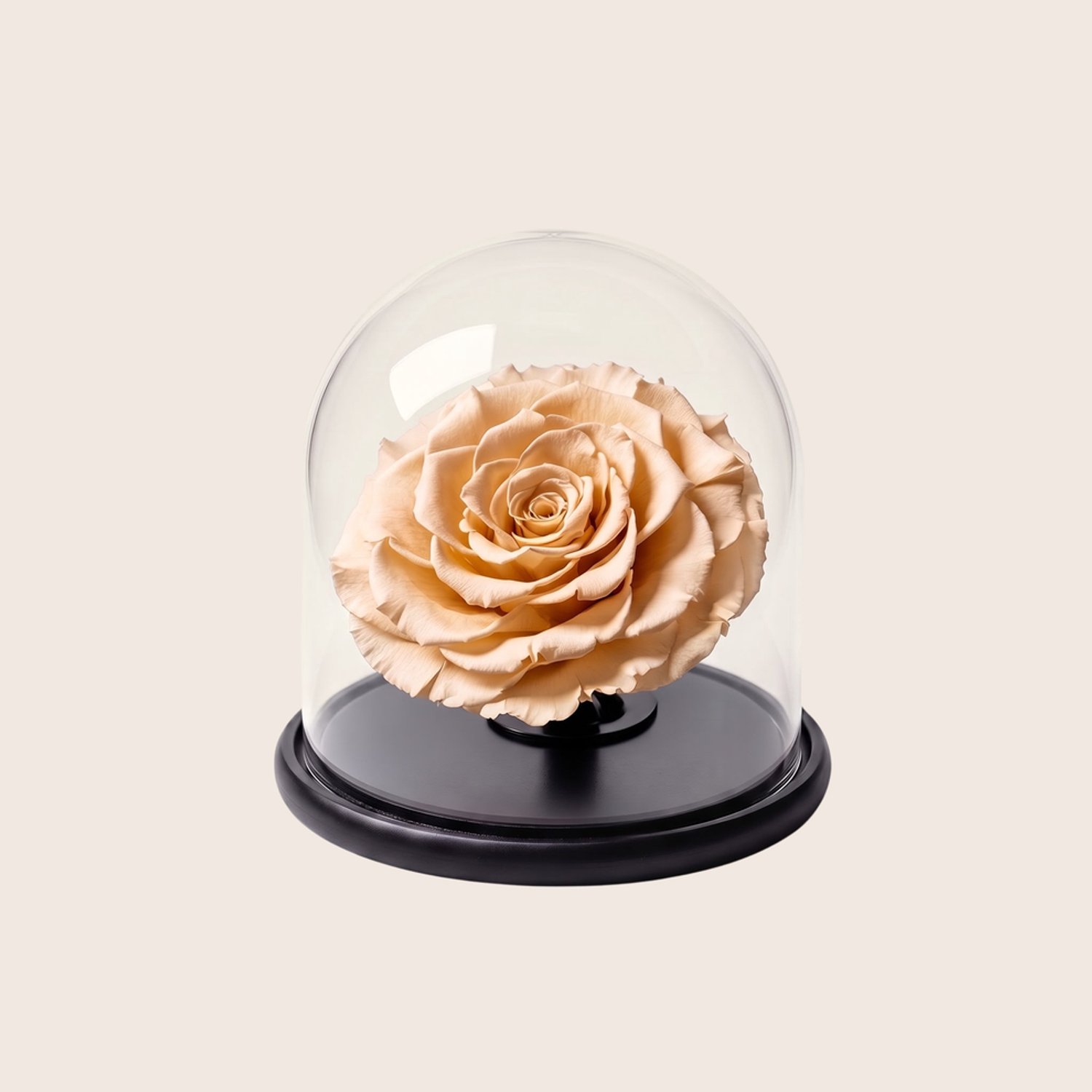 Charle Roses Dome Bonita - Echte houdbare rozenkop onder glazen stolp - 13,5 cm - Champagne Gold goud - in cadeauverpakking