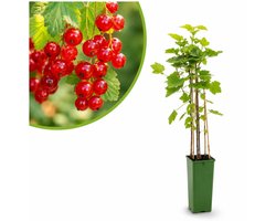 Rode Bes Jonkheer van Tets – Aalbes – Ribes rubrum – Fruitstruik