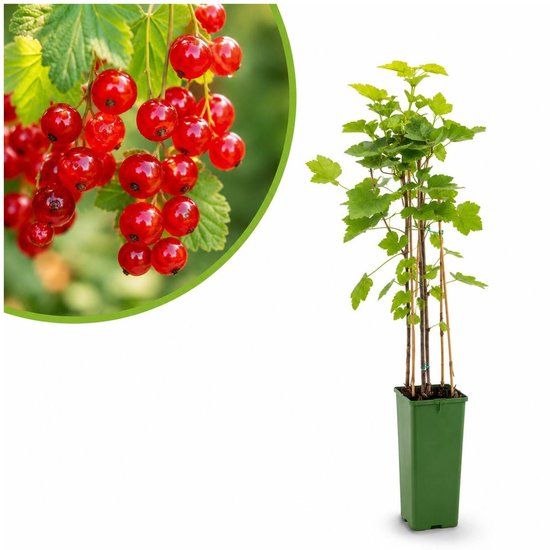 Aalbessenstruik in een groene plastic pot met een detailopname van rijpe rode bessen.