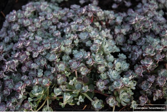 Sedum spathulifolium 'Cape Blanco' met grijsgroene rozetten en paarse accenten. Tekst: Groendecor Tuinarchitectuur.