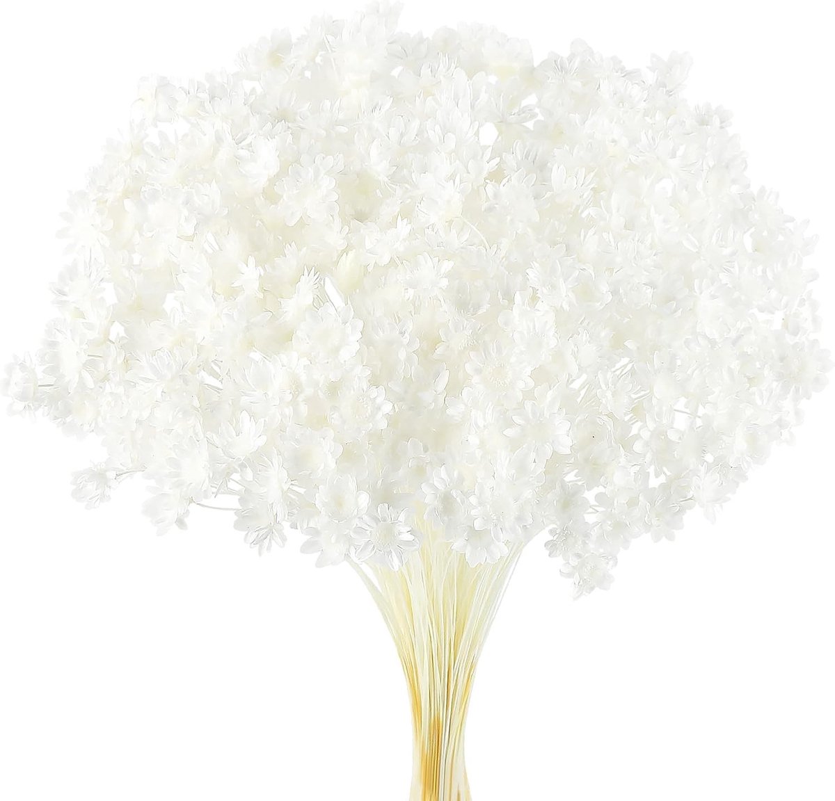 300 Stuks Gedroogde Bloemen Stelen - Mini Daisies en Witte Bloemen voor Natuurlijke Decoratie en Bloemstukken