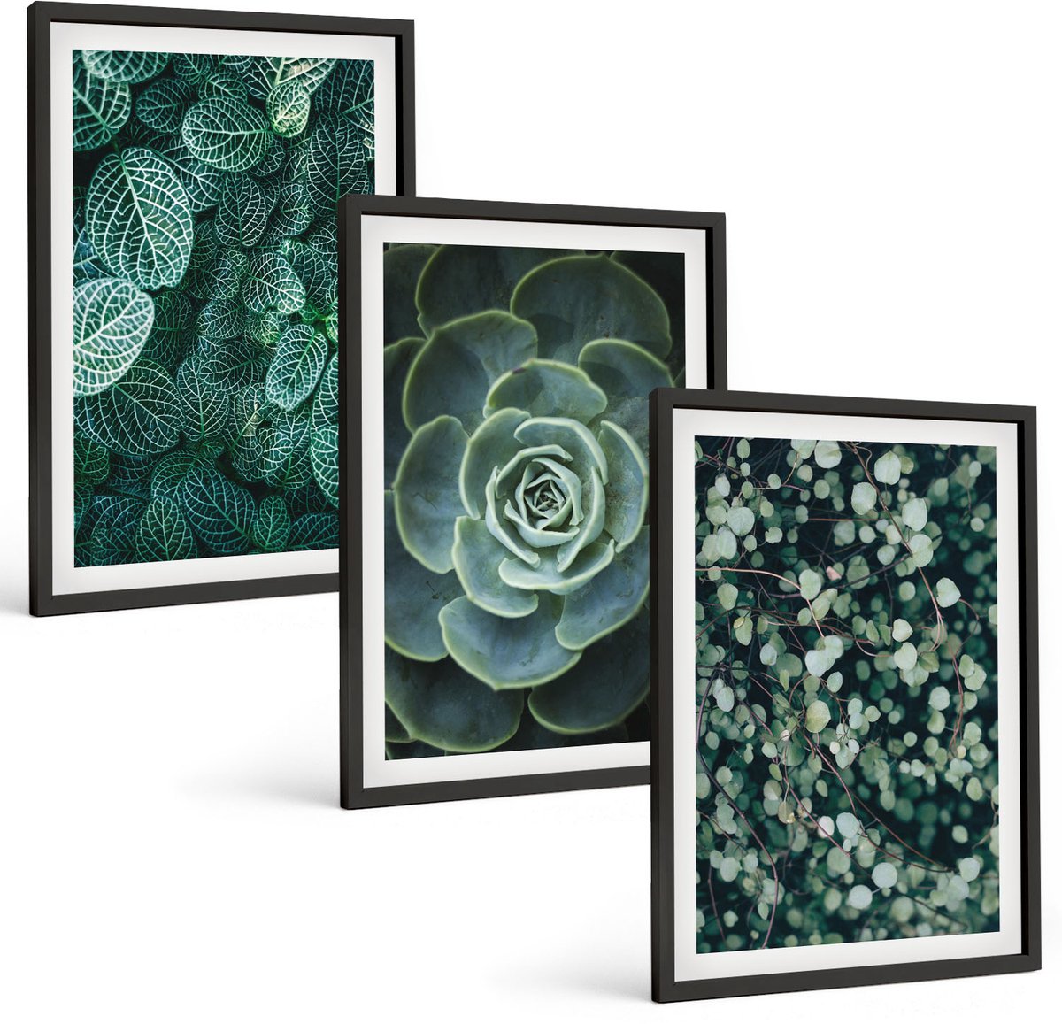 Coloray 3-Delige Schilderij Set - Groene Bladeren Van Vetplanten En Tere Takjes - 40 x 60 cm - Decoratieve Muurdecoratie - Slaapkamer - Woonkamer Decoratie