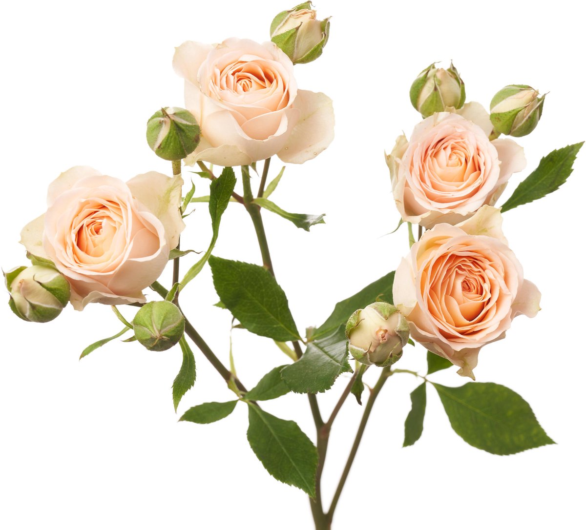 10x Rosa sancerre 40cm