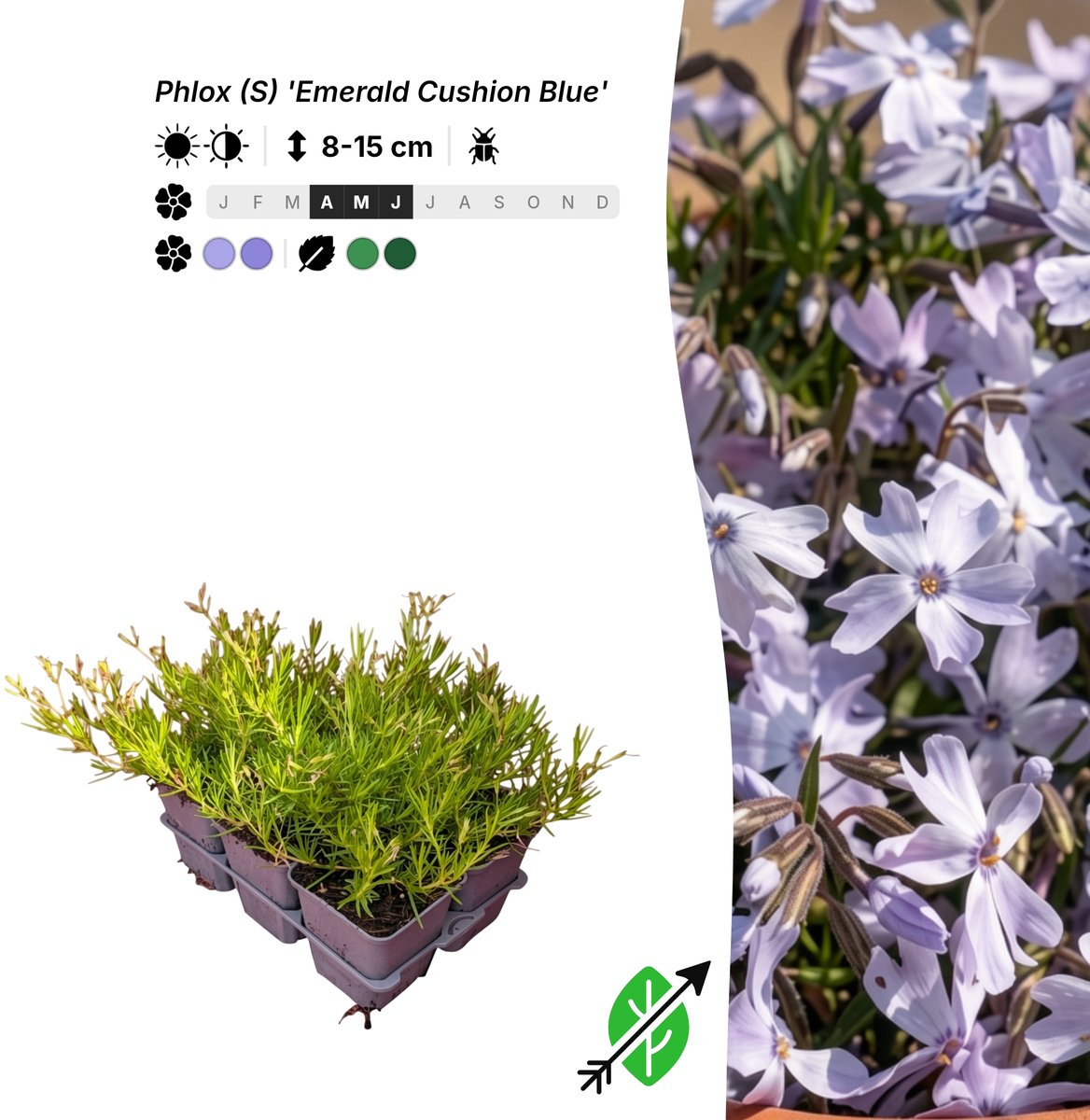 Singleplants - 12x Phlox (S) 'Emerald Cushion Blue' - Pot P9 - bodembedekker - winterhard tot -37°C