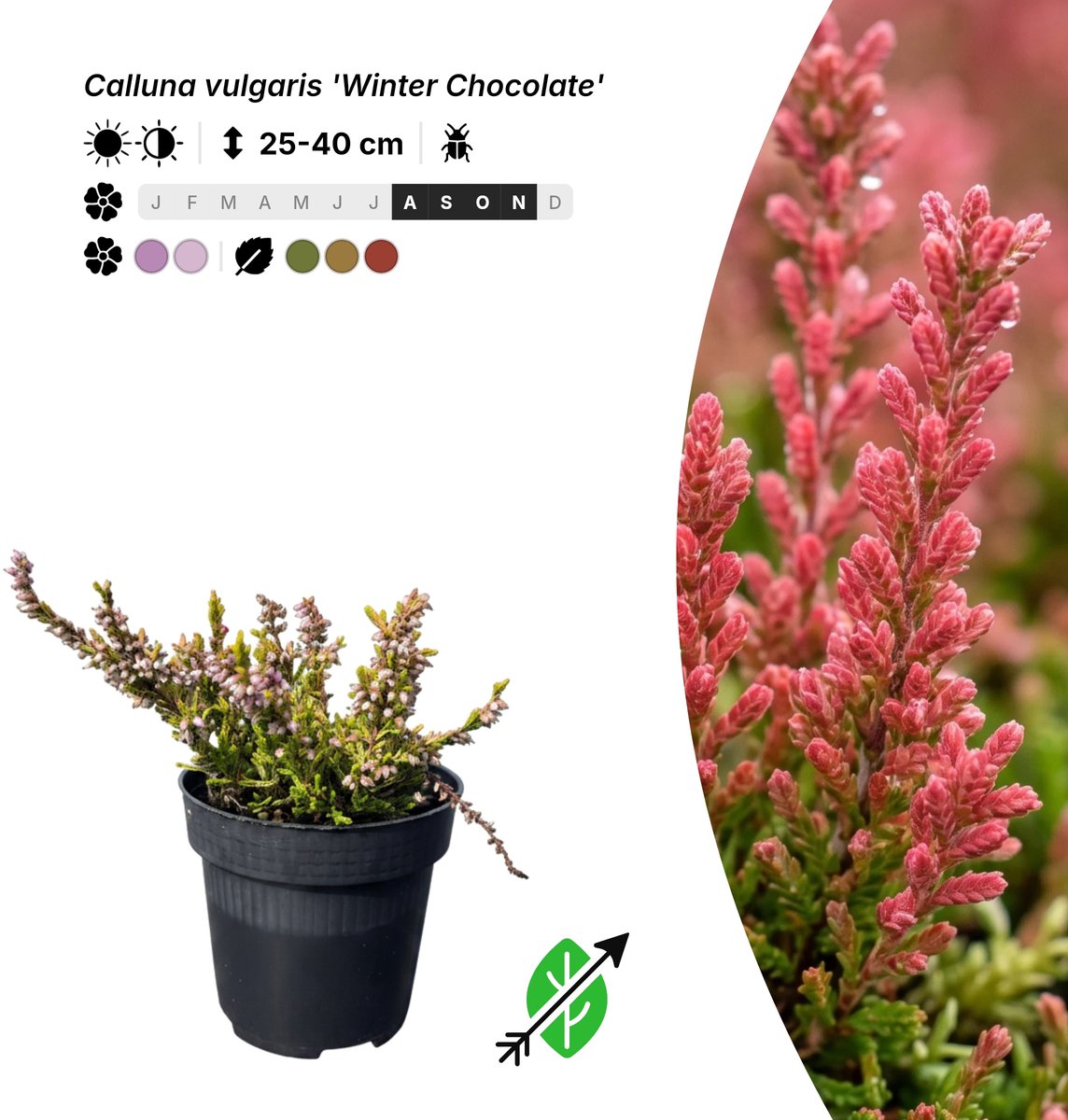Singleplants - 6x Calluna vulgaris 'Winter Chocolate' - Pot P9,5 - bodembedekker - in bloeiperiode