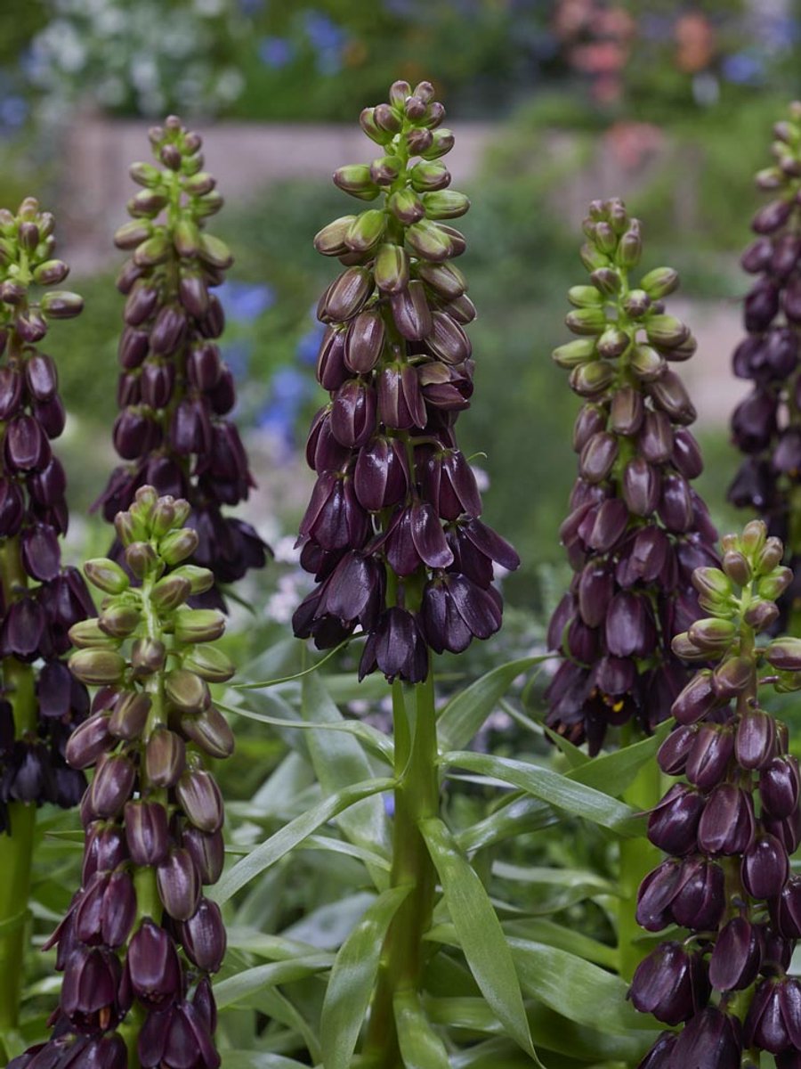 2x Fritillaria 'Fritillaria purple dynamite persica' - BULBi® Bloembollen met bloeigarantie