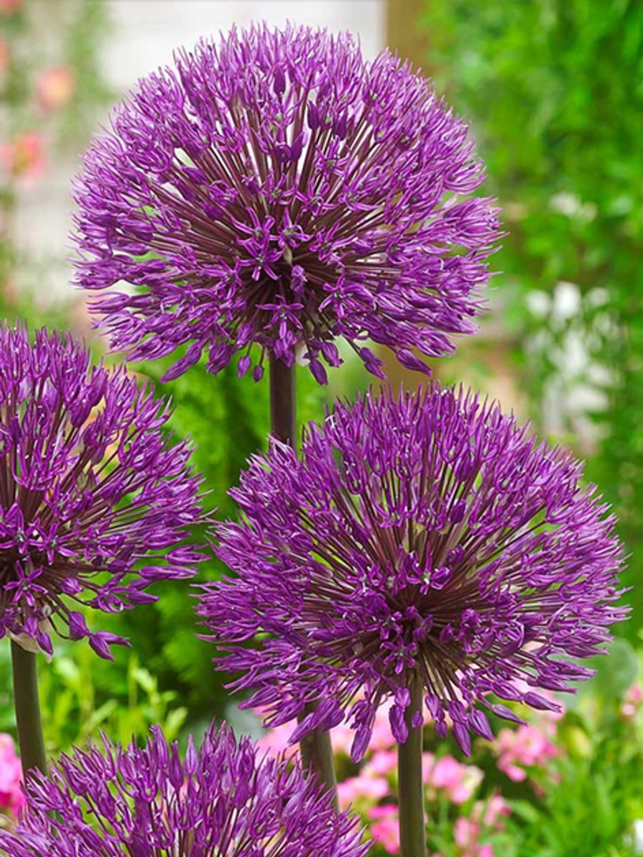 15x Allium 'Powder puff' - BULBi® Bloembollen met bloeigarantie