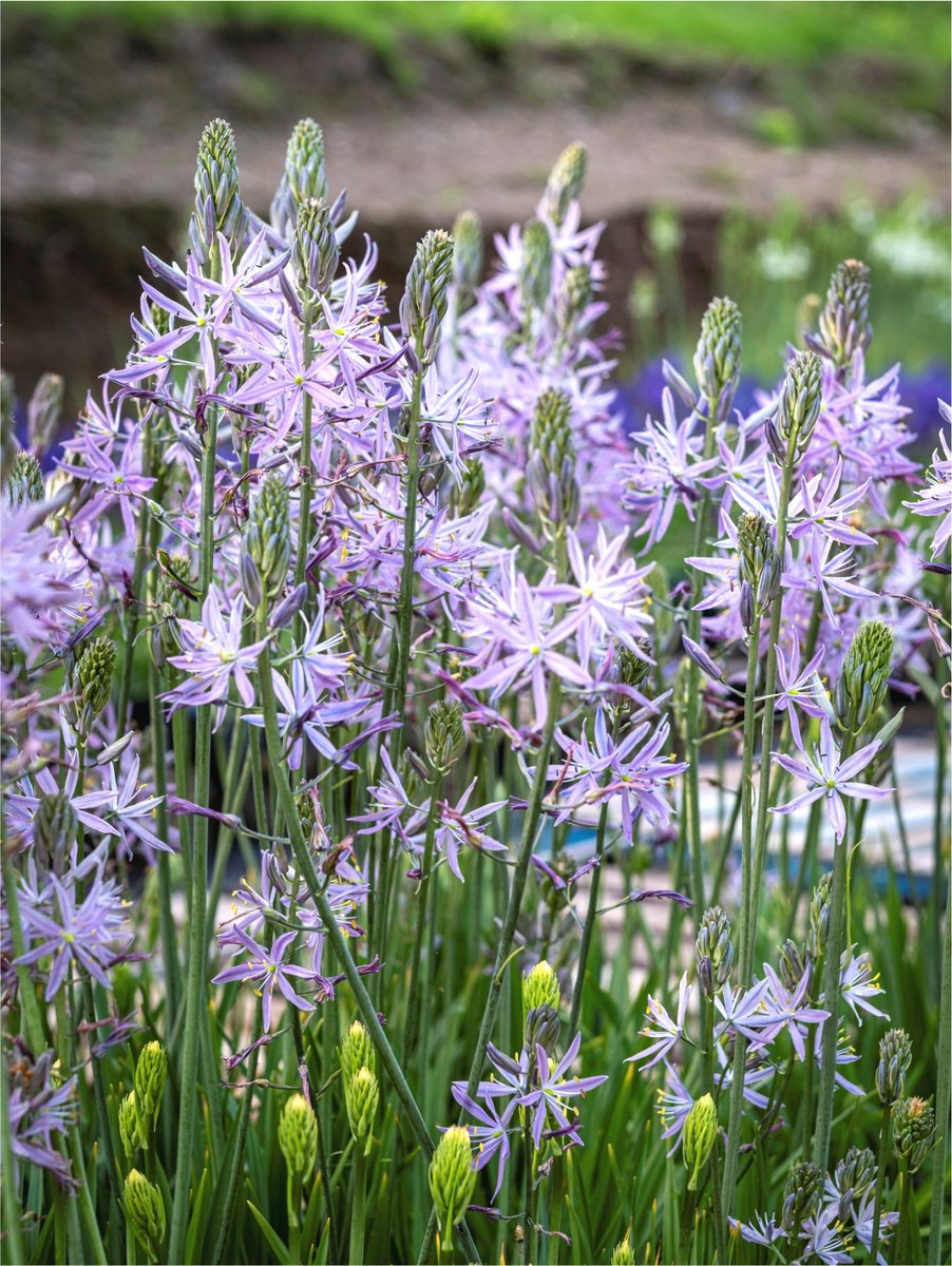 2x Indianenbloem 'Camassia aurora leichtlinii' - BULBi® Bloembollen met bloeigarantie