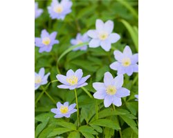10x Anemoon 'Nemorosa royal blue' - BULBi® Bloembollen met bloeigarantie
