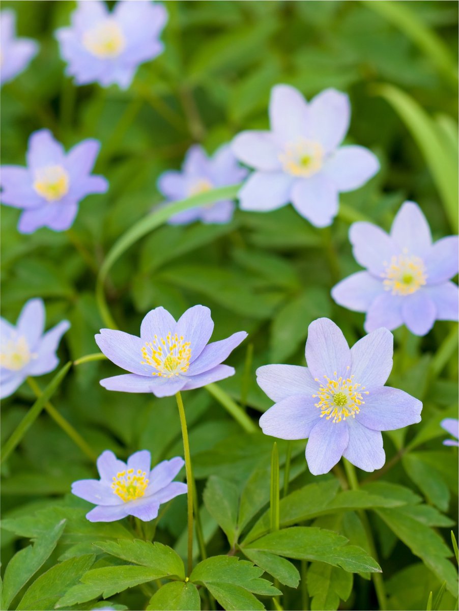 10x Anemoon 'Nemorosa royal blue' - BULBi® Bloembollen met bloeigarantie
