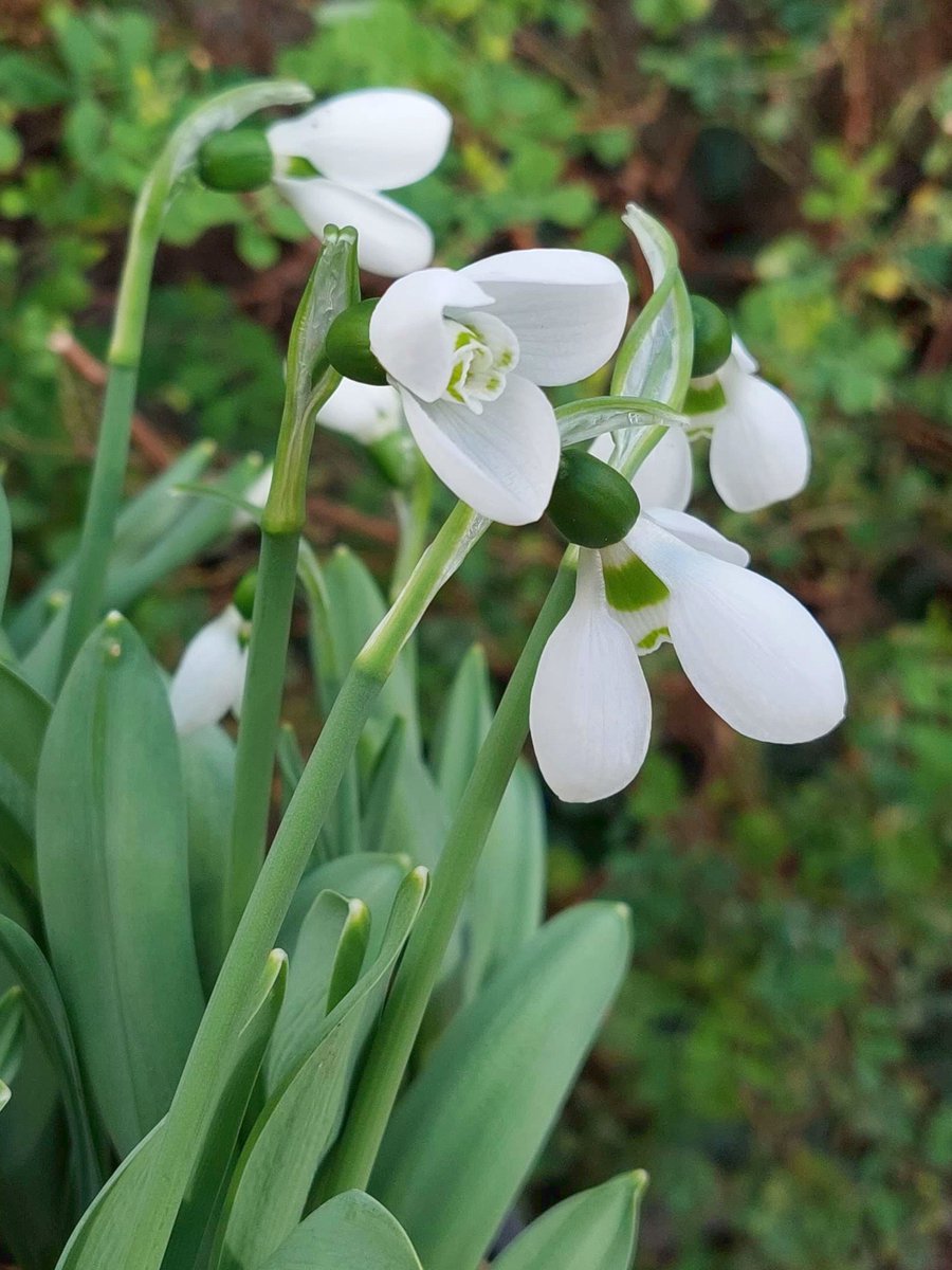 5x Galanthus 'Galanthus polar bear elwesii' - BULBi® Bloembollen met bloeigarantie