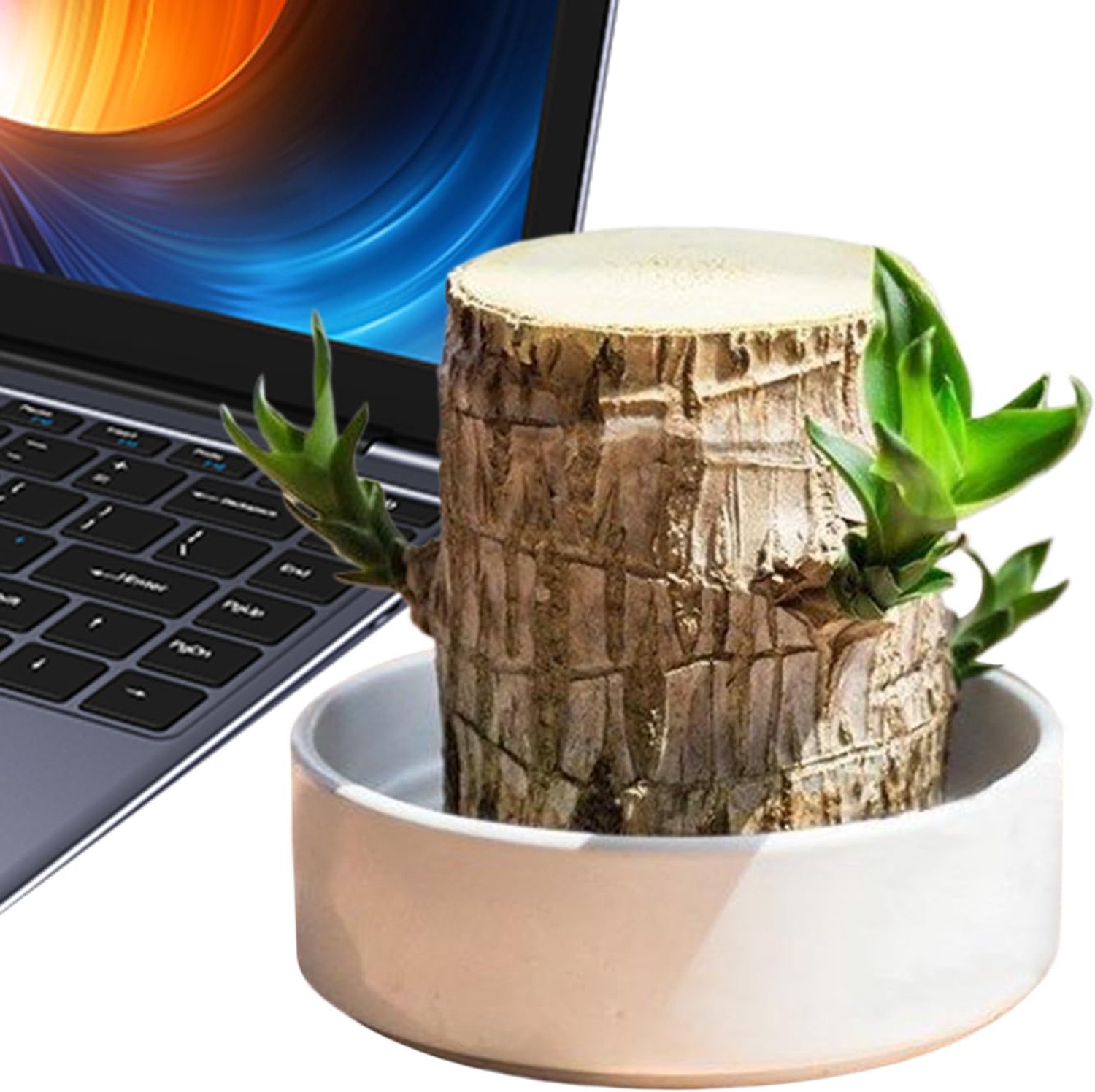 Houtplant Natuurlijke Hydroponische Stronk Decoratie