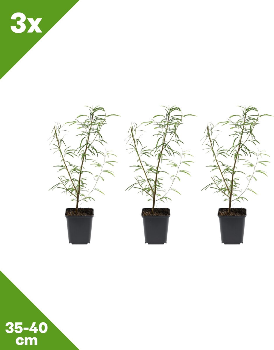 GARDENZO - 3x Calliandra surinamensis 'Dixie Pink' (Surinaamse poederkwast), P9, 35-40 cm