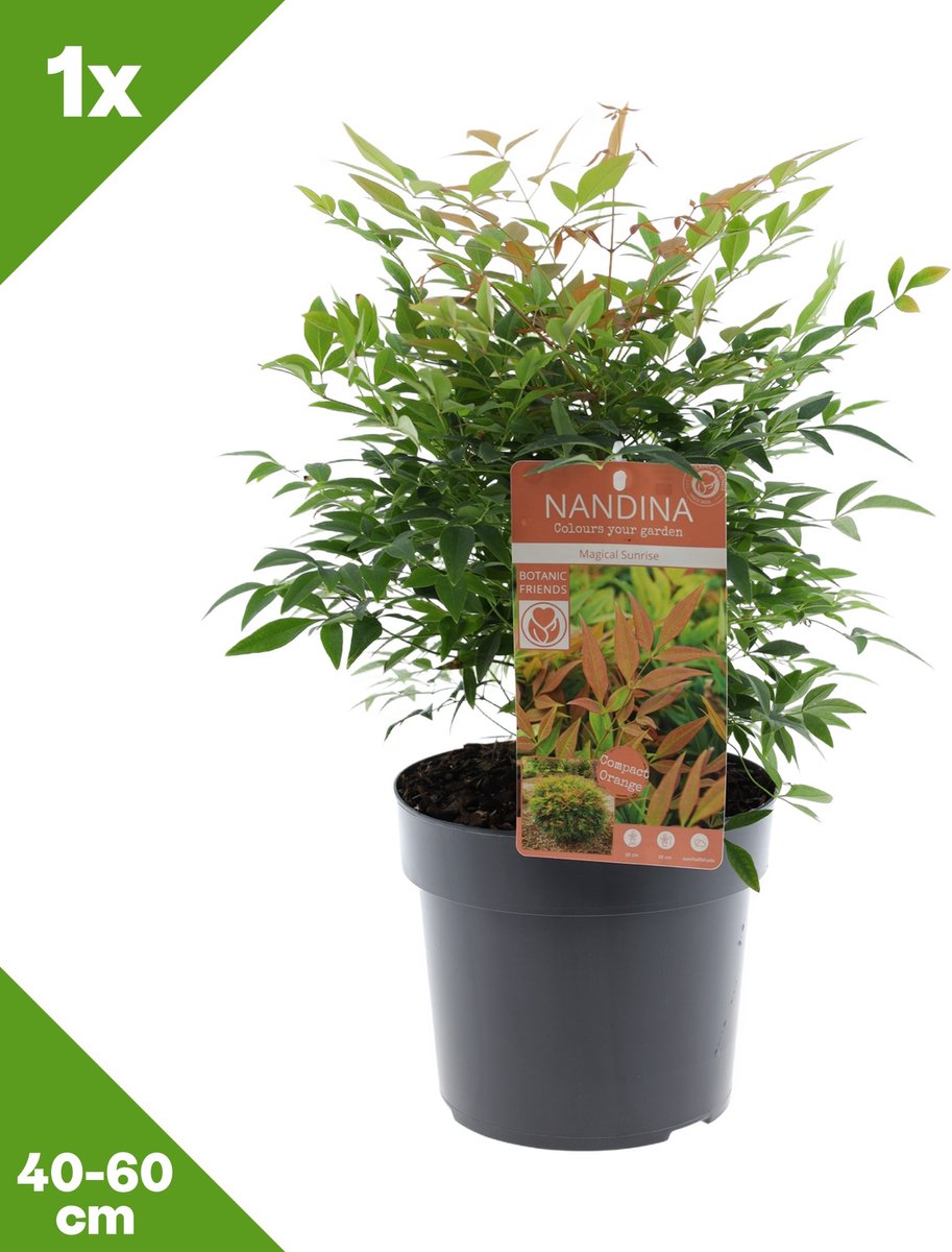 GARDENZO - 1x Nandina domestica 'Magical Sunrise' (Hemelse bamboe), P19, 40-60 cm - Winterhard