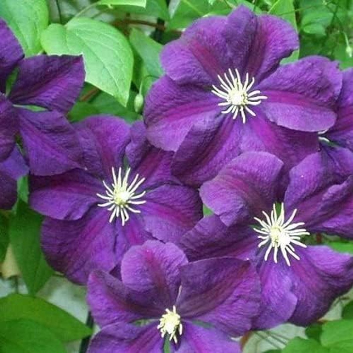 Etoile Violette - Klimplant - Blauw/Paars, Meerjarig & Winterhard | 1,5 liter pot