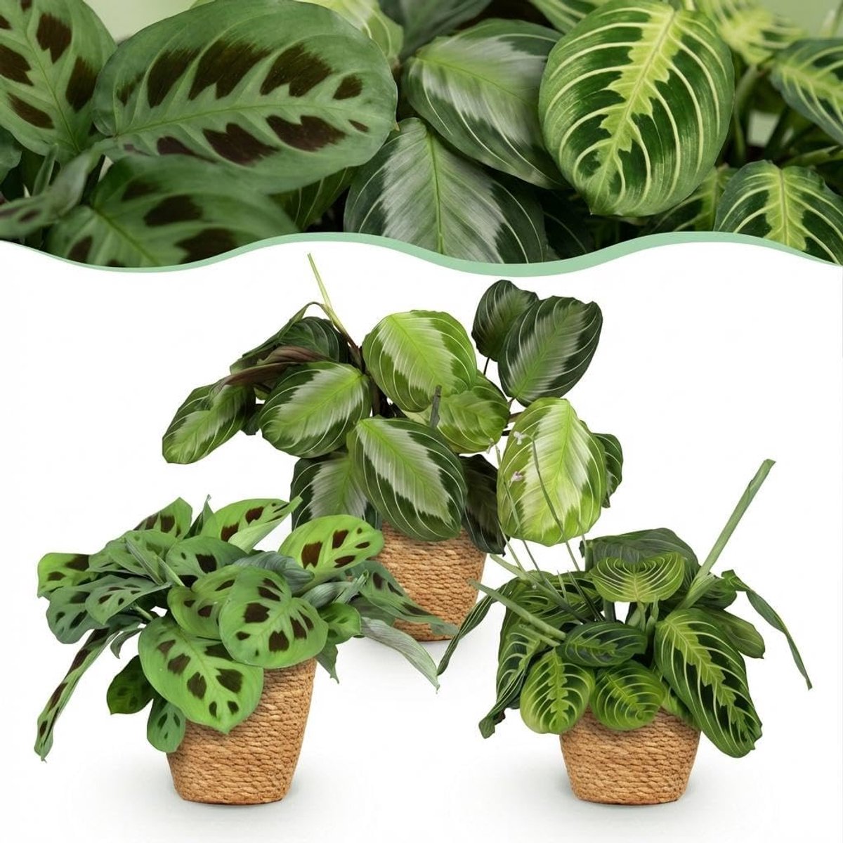 Silverband, Marantha Lemon Lime Marantha Kerchoveana - Gebedsplant - Huisdiervriendelijke Plant - Groen - 3 Planten - met Mand - 25cm - Ø12cm - Kamerplant - Arrangement - Plant met pot