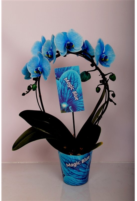 3 tak vlinderorchidee (Phalaenopsis Joyride) voor in de kamer, 60 cm hoog, Ø12 cm