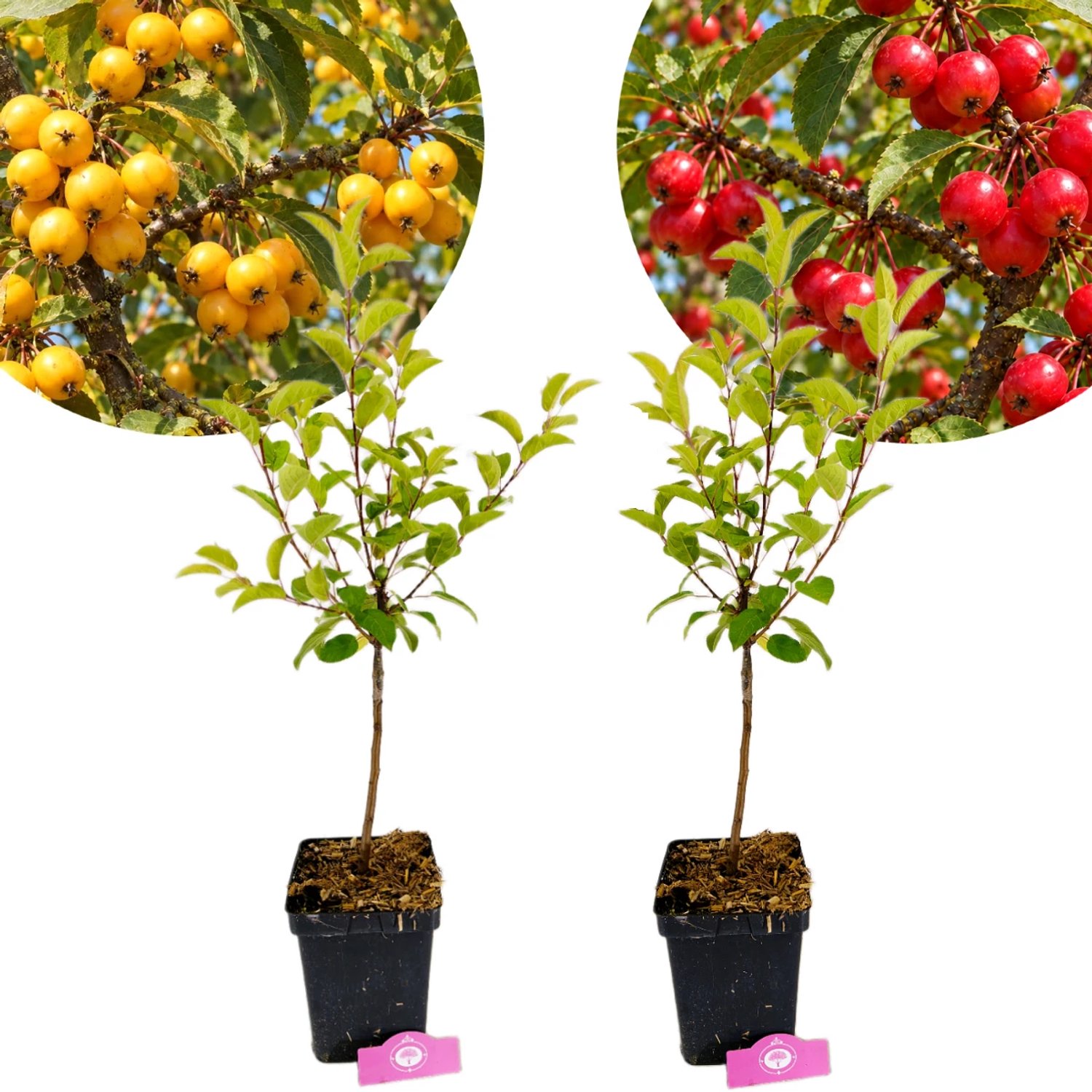 Set van 2 Sierappels - Malus 'Red Sentinel' en 'Golden Hornet' - Hoogte 80cm - 5 liter pot