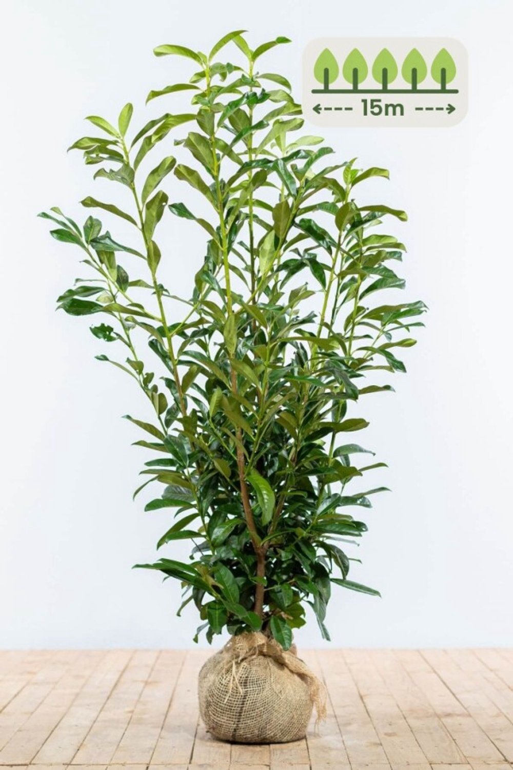 Laurier 'Genolia' 100-125 cm voor 15 meter - 38st. Prunus laurocerasus 'Genolia'