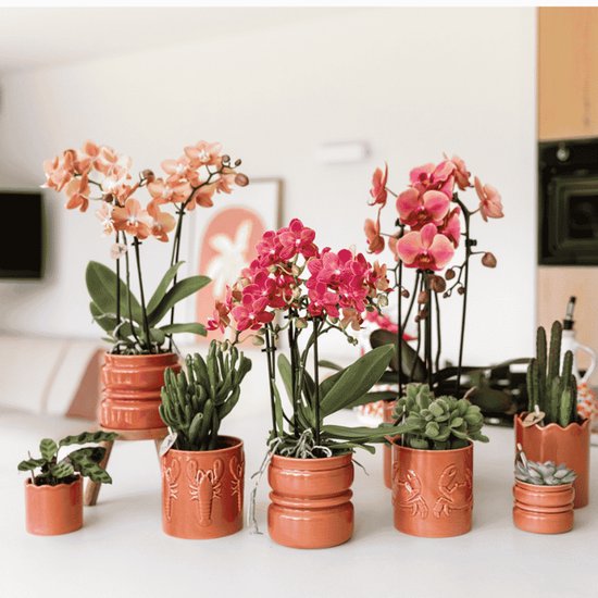 Diverse orchideeën en vetplanten in koraalkleurige potten met kreeft- en ribbeldecoratie, op een witte tafel.