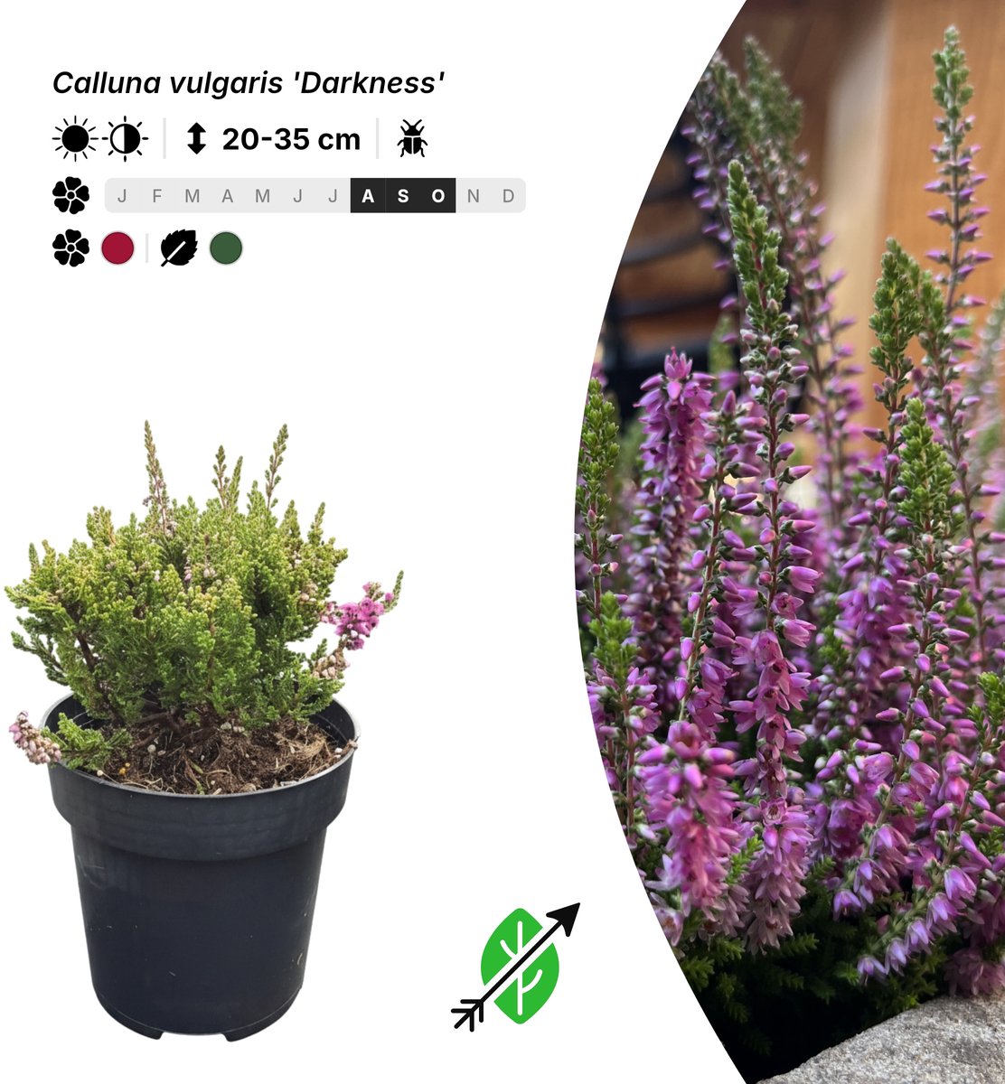 Singleplants - 10x Calluna vulgaris 'Darkness' - Pot P9,5 - bodembedekker - in bloeiperiode