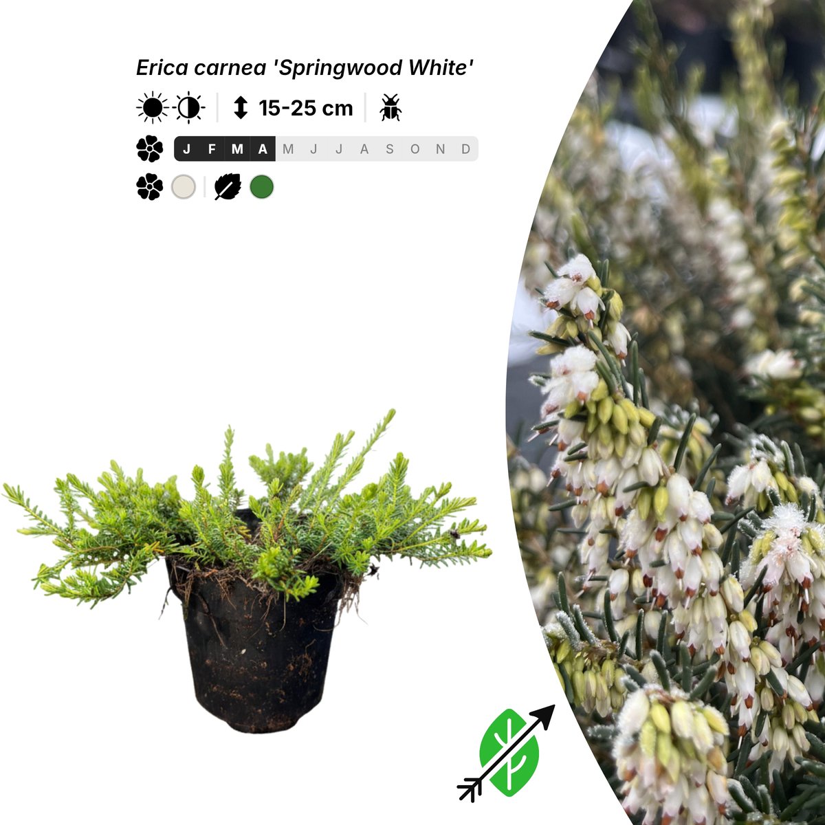 Singleplants - 10x Erica carnea 'Springwood White' - Pot P9,5 - bodembedekker - winterhard tot -28°C