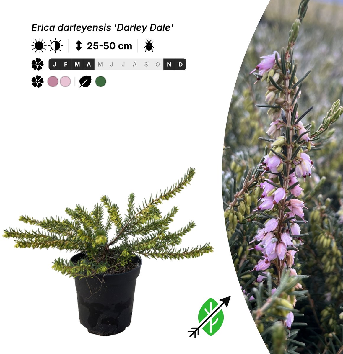 Singleplants - 6x Erica darleyensis 'Darley Dale' - Pot P9,5 - bodembedekker - winterhard tot -20°C