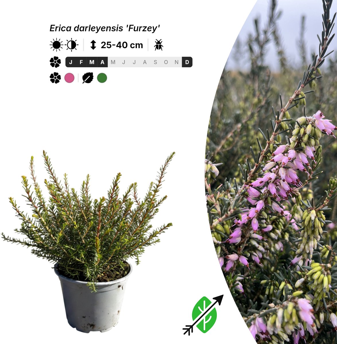 Singleplants - 6x Erica darleyensis 'Furzey' - Pot P10,5 - bodembedekker - winterhard tot -20°C
