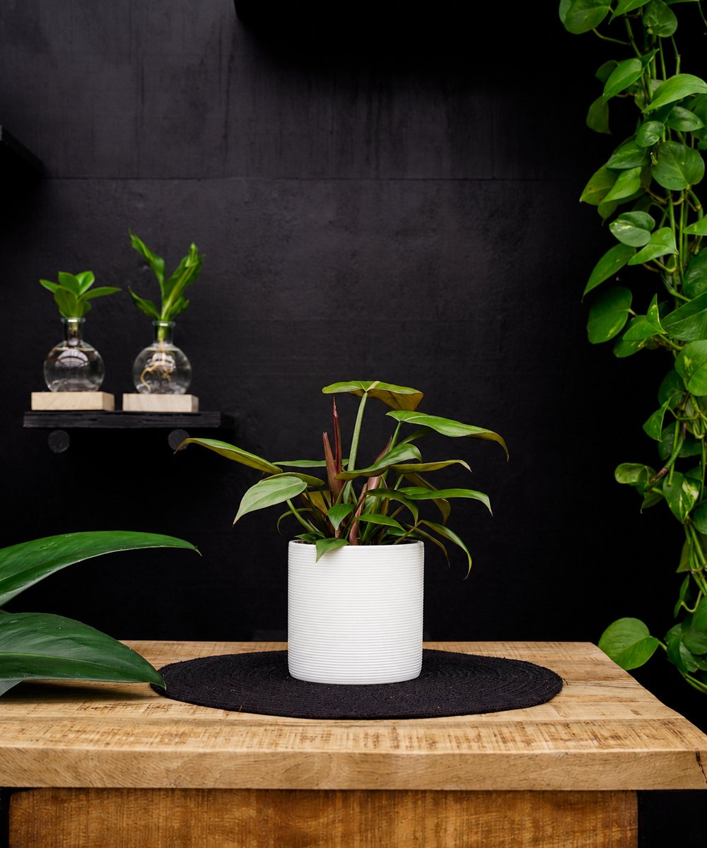 Philodendron Summer Glory | 30cm | met witte keramieken pot