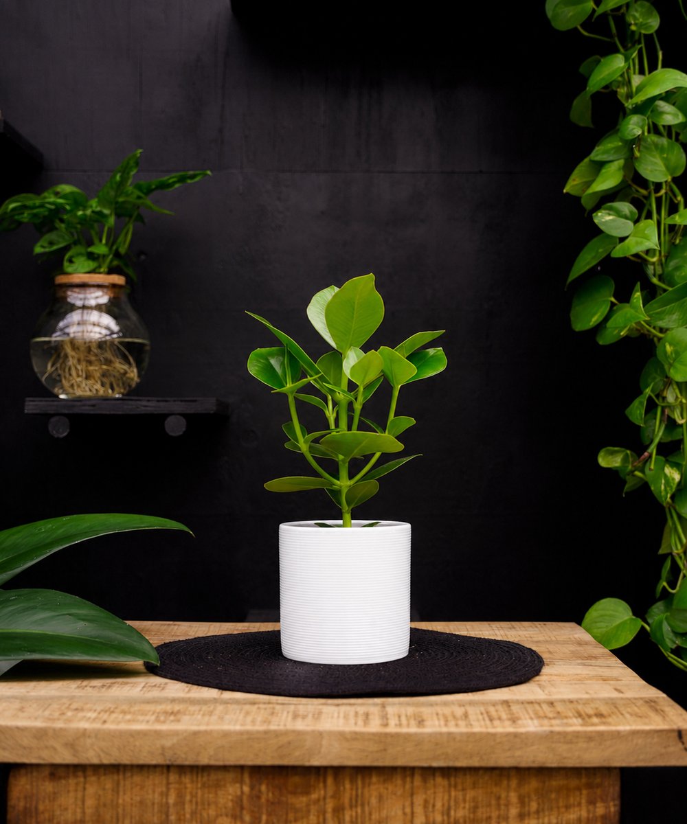 Clusia Princess | 30cm | met witte keramieken pot