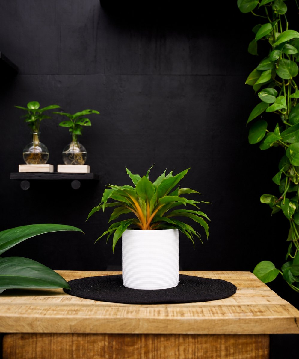 Chlorophytum Fire Flash | 30cm | met witte keramieken pot