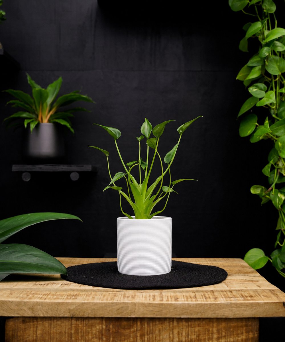 Alocasia Tiny Dancer | 30cm | met witte keramieken pot
