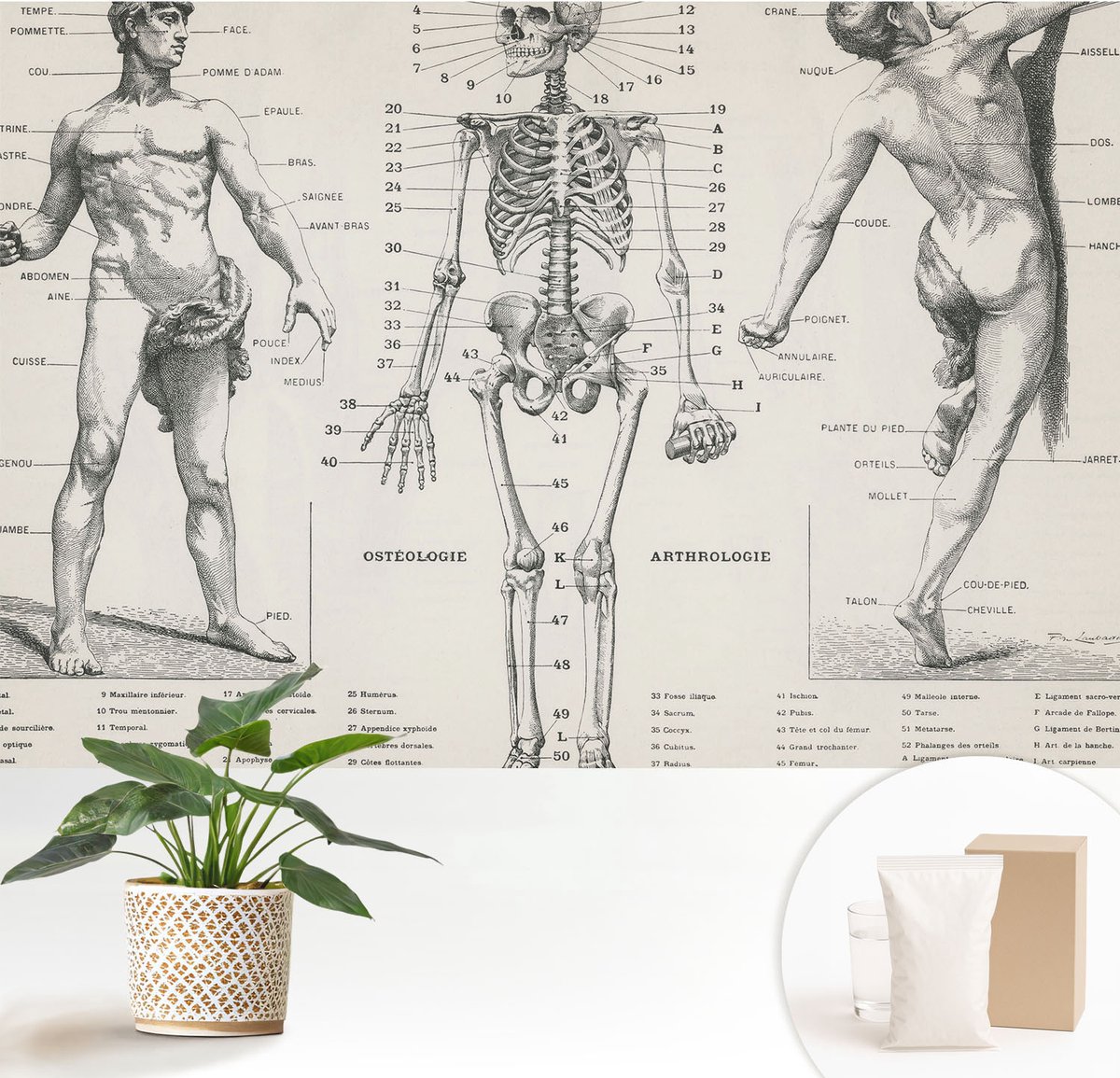 Wallfluent Fotobehang - Zwart Vliesbehang - 152x104 cm - Klassieke Anatomie Fotobehang Vlies - Woonkamer behang Anatomie - Muurschildering - Woonkamer behang