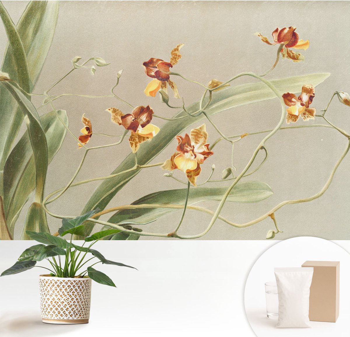 Wallfluent Fotobehang - Grijs Vliesbehang - 152x104 cm - Klassieke Orchideeën Fotobehang Vlies - Woonkamer behang Bloemen En Planten - Muurschildering - Hal behang