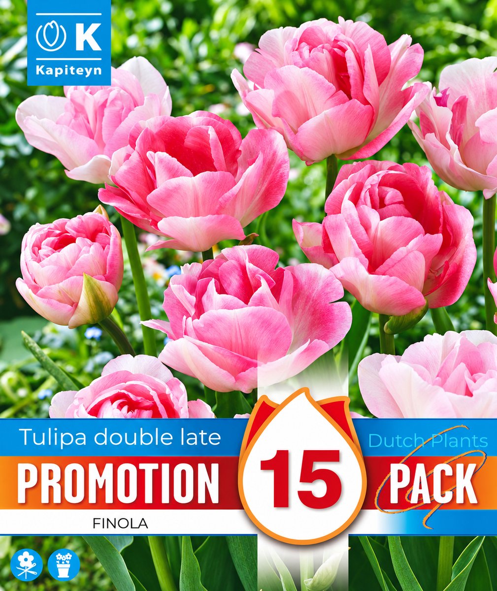 Tulpenbollen Double Finola – 15 stuks – Dubbelbloemige Tulpen – Voorjaarsbloeier