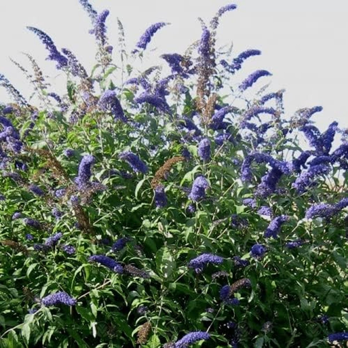 3 x Buddleja/Vlinderstruik: Pink Delight/White Profusion/Empire Blue – Roze/Wit/Blauw, Struik, Meerjarig & Winterhard | 3 x 1.5 liter pot