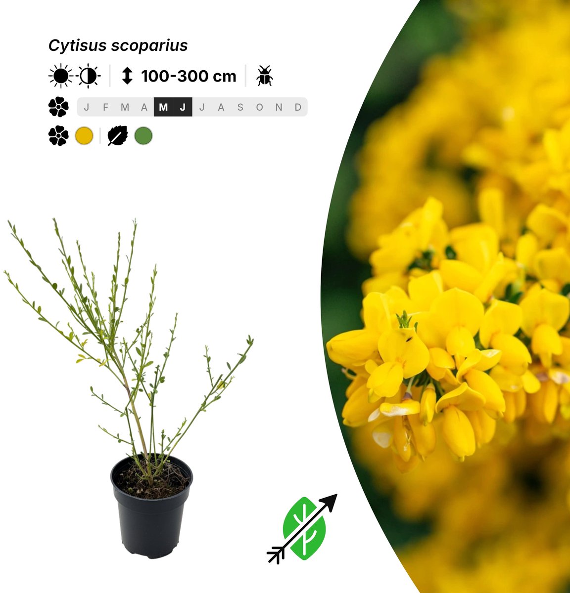 Singleplants - 10x Cytisus scoparius - Pot P9,5 - winterhard tot -25°C
