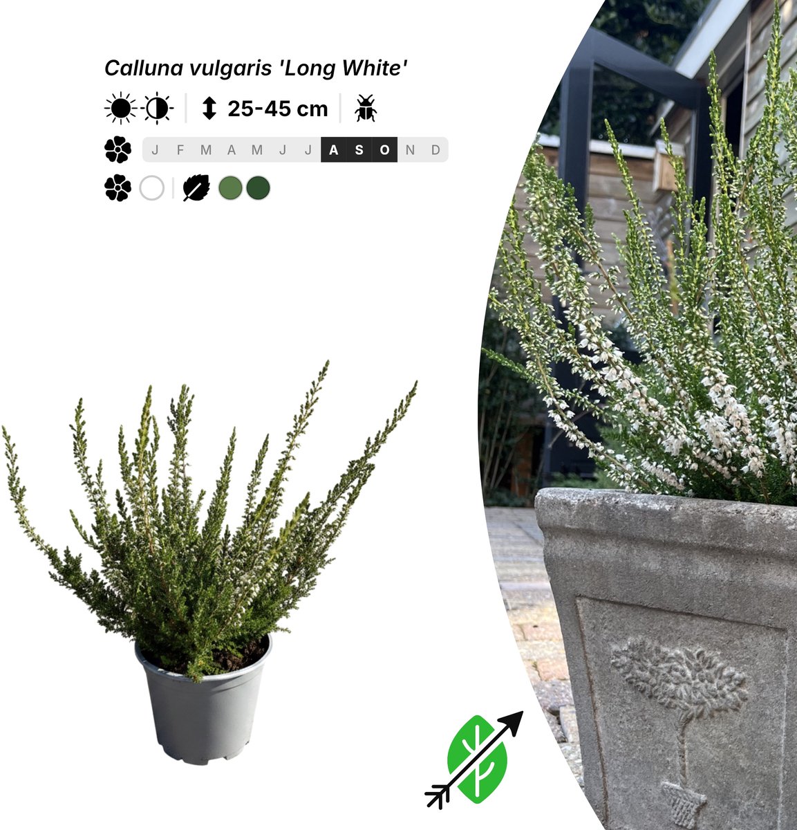 Singleplants - 10x Calluna vulgaris 'Long White' - Pot P10,5 - bodembedekker - in bloeiperiode