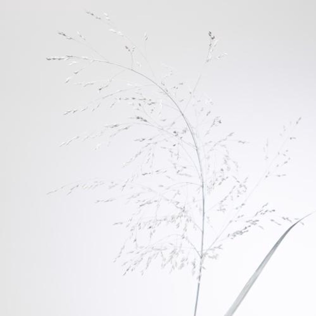 150x Gs panicum wit 80cm