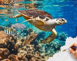 Sellaio® - Schilderen op Nummer Volwassenen - Schilderen op nummer dieren en schildpad - zee en vis - Natuur - 40x50 cm - Turtle - Paint by Number - Hobby Pakket - Met 3 kwasten - Zonder lijst - Verven op nummer