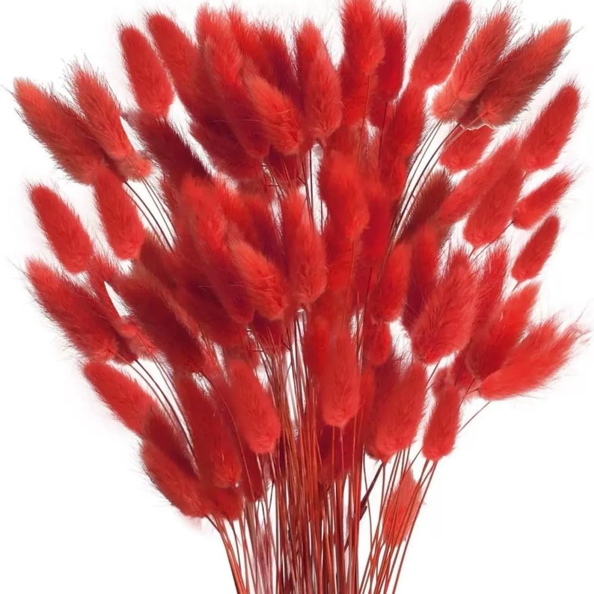 Dried Pampas Grass en Konijnenstaartgras - 60 Stuks Natuurlijke Gedroogde Bloemen voor Hu decoration, Bruiloft en Fotografie