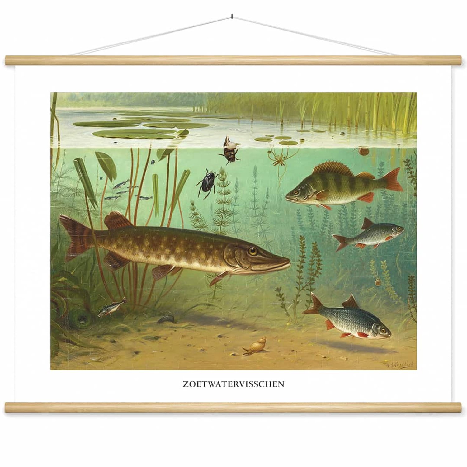 wallchart unlimited Schoolplaat 'Zoetwatervissen (II)' van M.A. Koekkoek wit