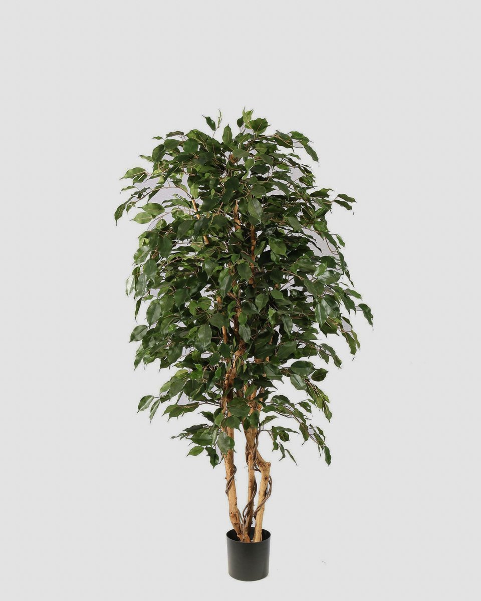 Kunstboom Ficus Exotica - 150cm